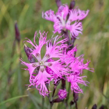 Dianthus superbus Primadonna - Clavel