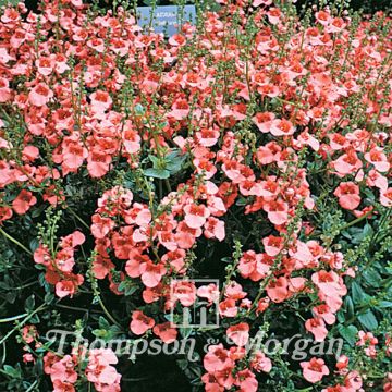 Diascia Apricot Queen