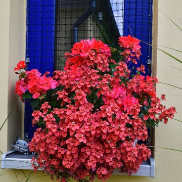 Diascia Breezee Plus Red