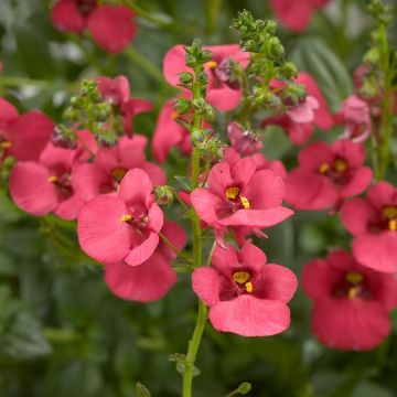 Diascia Genta Ruby