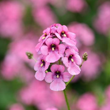 Diascia personata