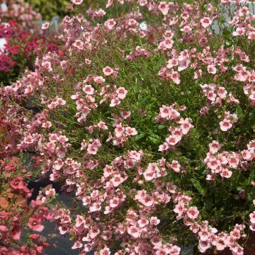 Diascia vigilis