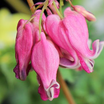 Dicentra Pink Diamonds