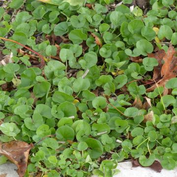 Dichondra repens