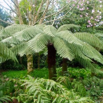 Dicksonia antarctica - Helecho arborescente