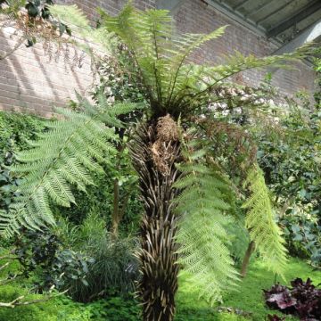 Dicksonia fibrosa - Helecho arborescente