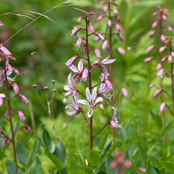 Dictamnus albus - Fraxinela