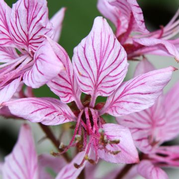 Dictamnus albus var. purpureus - Fraxinela morada