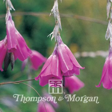 Dierama pulcherrimum Slieve Donard Hybrids - Pluma del ángel rosa