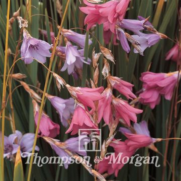 Dierama T&M Species Mixed - Pluma del ángel