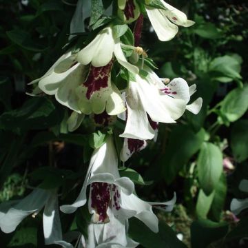 Digitalis purpurea Pam's Split