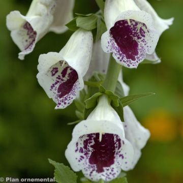 Digitalis purpurea Pam s Choice