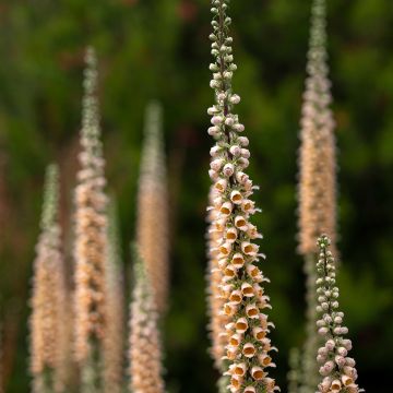 Digitalis ferruginea Gigantea - Digital roja