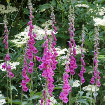 Digitalis purpurea (semillas)