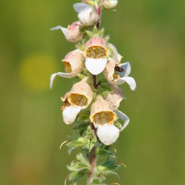 Digitalis lanata Café Crème - Dedalera lana