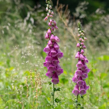 Digitalis purpurea