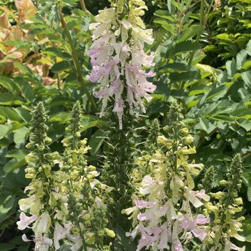 Digitalis Apple Blossom - Digital