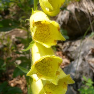 Digitalis ciliata peluda