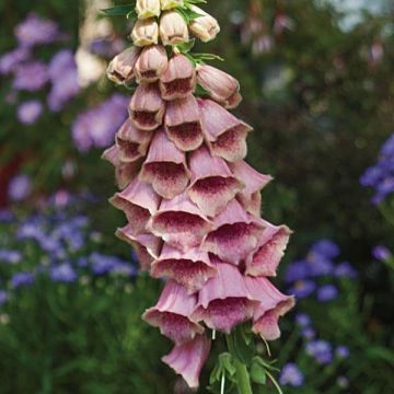 Digitalis mertonensis - Dedalera