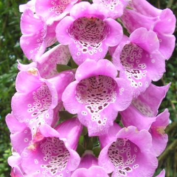 Digitalis purpurea subsp. nevadensis de la Sierra Nevada