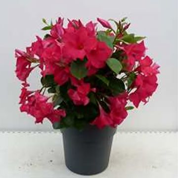 Dipladenia Diamantina Tourmaline Fucsia intense - Mandevilla