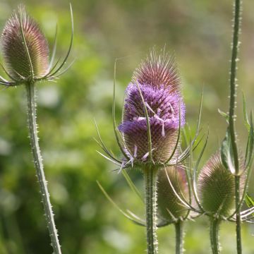 Dipsacus fullonum (semillas) - Cardo teñidor