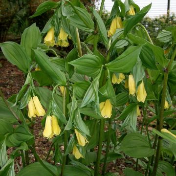 Disporum uniflorum