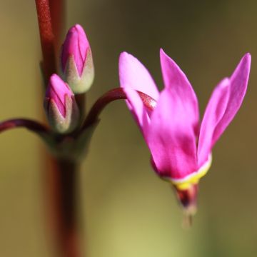 Dodecatheon jeffreyi Rotlicht - Primula de las praderas