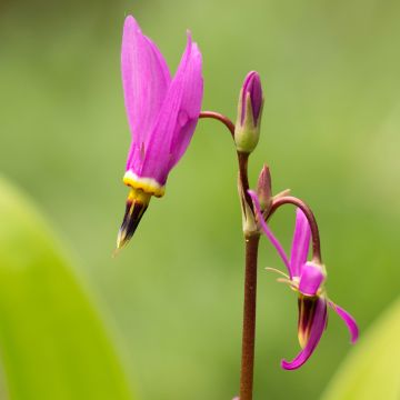 Dodecatheon meadia - Primula de las praderas