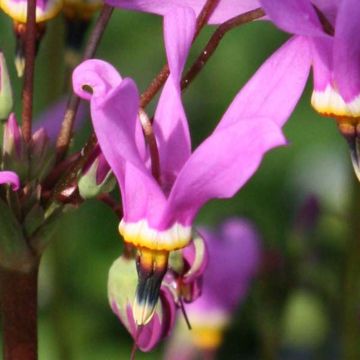 Dodecatheon meadia Queen Victoria - Primula de las praderas