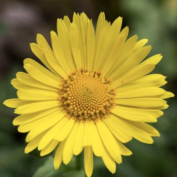 Doronicum pardalianches - Dorónico leopardo