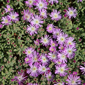 Drosanthemum hispidum - Rocío púrpura