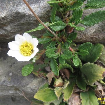 Dryas suendermannii