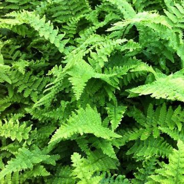 Dryopteris affinis Crispa - Falso helecho macho