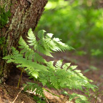 Dryopteris carthusiana - Helecho cartujo