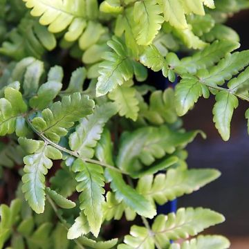 Dryopteris championii - Helecho