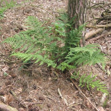 Dryopteris dilatata - Helecho macho dilatado