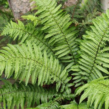 Dryopteris kuratae - Helecho