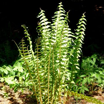 Dryopteris tokyoensis - Helecho