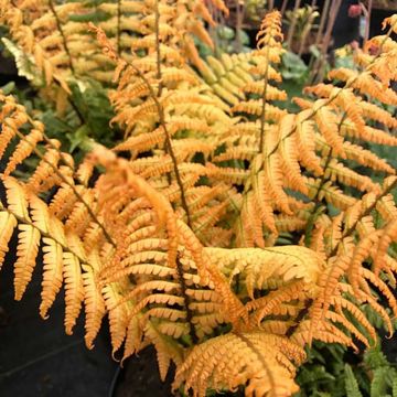 Dryopteris wallichiana Jurassic Gold - Helecho de Wallich