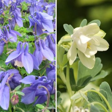 Dúo de Aquilegias enanas azul y blanco