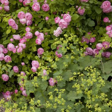 Dúo Carpe - Dúo de Rosal y Alquemilas