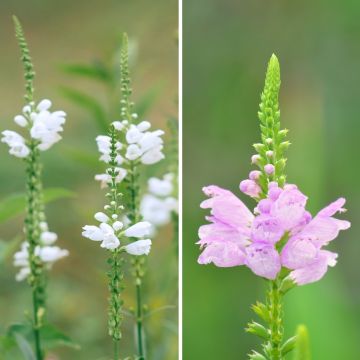 Dúo de Physostegias blanco y rosa