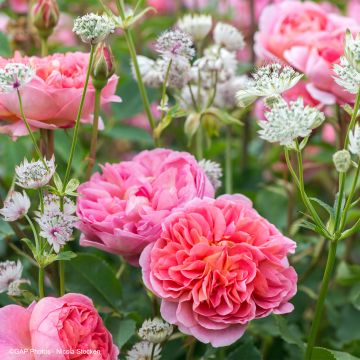 Dúo Romántico - Dúo de Rosal y Astrancias