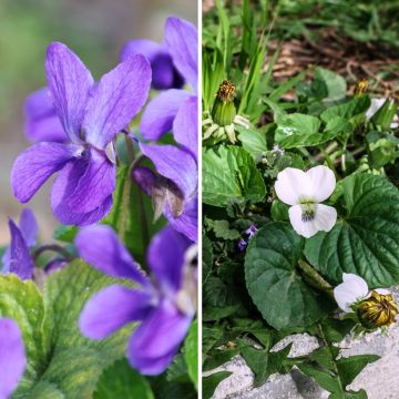 Dúo de Violetas perfumadas