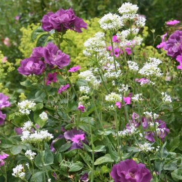 Dúo Bucólico - Rosal Rhapsody in Blue y Valeriana blanca