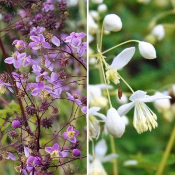 Dúo de grandes Thalictrums con flores simples