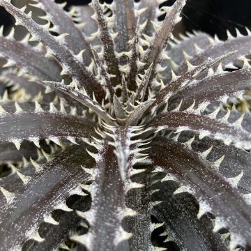 Dyckia Brittle Star - Hoja de Sierra