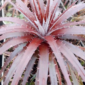 Dyckia Burgundy Ice - Hoja de Sierra