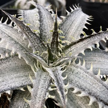 Dyckia Grand Marnier - Hoja de Sierra